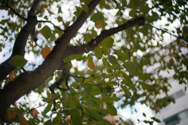 voigtlander_nokton_35mm_asph_vm_sony_a7r_ii