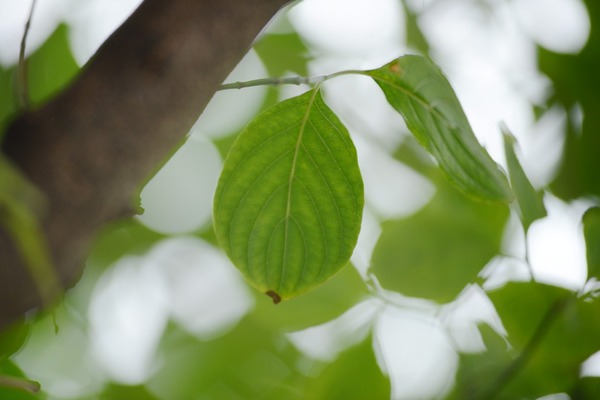 nikon_af_80-200mm_ed_d600_200mm