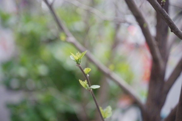 fujifilm_ebc_fujinon_55mm_macro_m42_sony_a7_a
