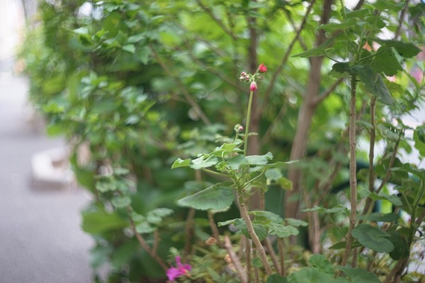 leica_summitar_50mm_l39_sony_a7