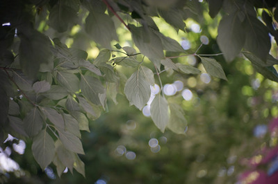 carl_zeiss_jena_sonnar_t_50mm_arri_sony_a7