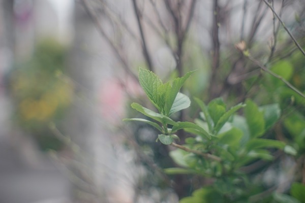 jupiter-9_85mm_l39_sony_a7_a