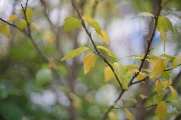 nikon_new_nikkor_55mm_sony_a7r_ii