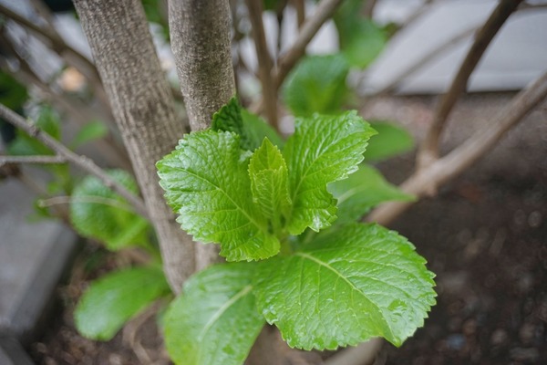 kodak_ektar_35mm_ektra_sony_a7_b