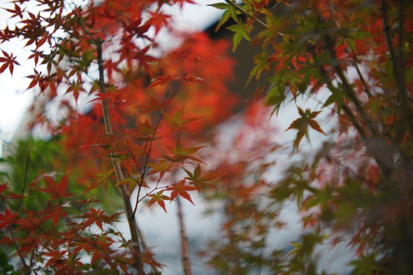 canon_fd_55mm_ssc_aspherical_sony_a7r_ii