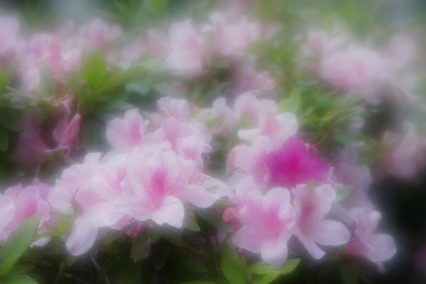 pentax_smc-fa_85mm_soft_sony_a7_a