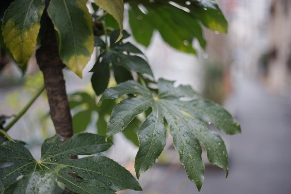 ricoh_xr_rikenon_50mm_pk_sony_a7