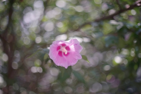 konica_hexanon_52mm_canon_eos_ef_sony_a7_2