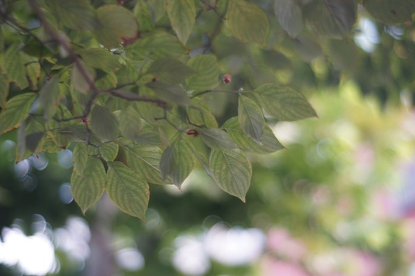 sankyo_koki_komura_80mm_m42_sony_a7