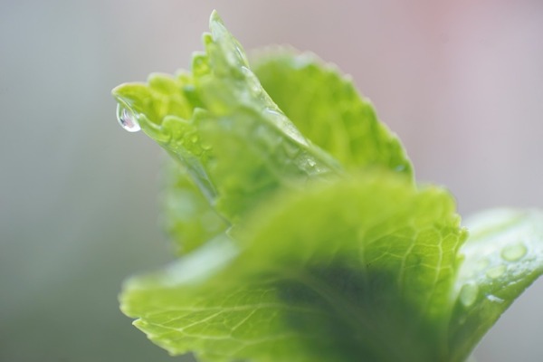 kino_kiron_105mm_macro_fd_sony_a7_a