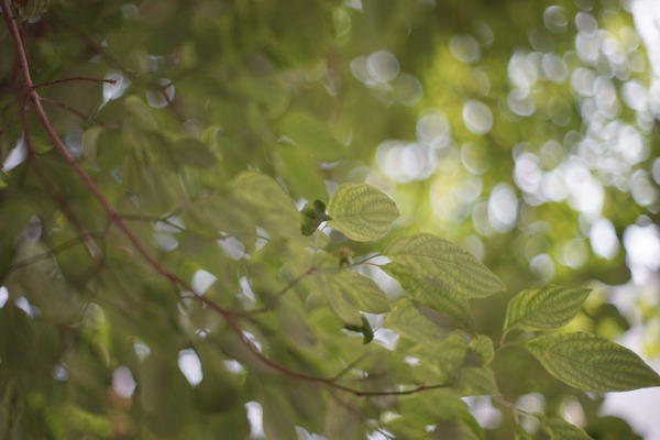 pentax_smc-takumar_50mm_m42_sont_a7