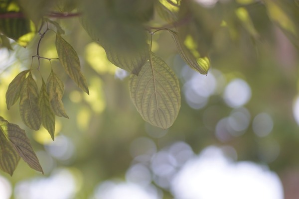 leica_elmarit-r_135mm_3-cam_sony_a7