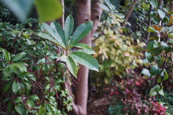 olympus_pen-ft_25mm_sony_a7r_ii_aps-c