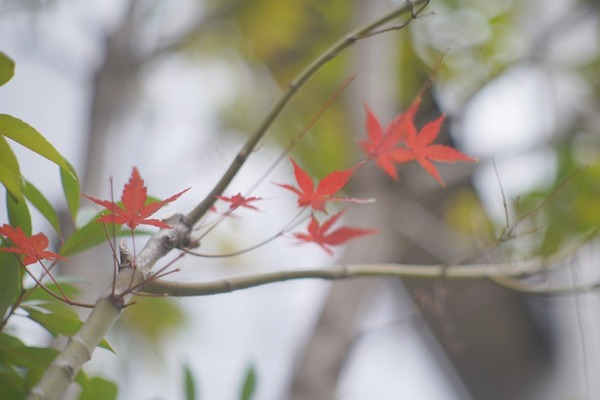 canon_85mm_l39_sony_a7r_ii