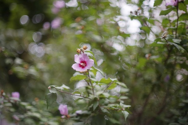 minolta_mc_rokkor_58mm_sony_a7