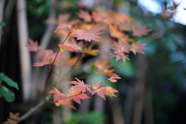 canon_new_fd_50mm_l_sony_a7r_ii