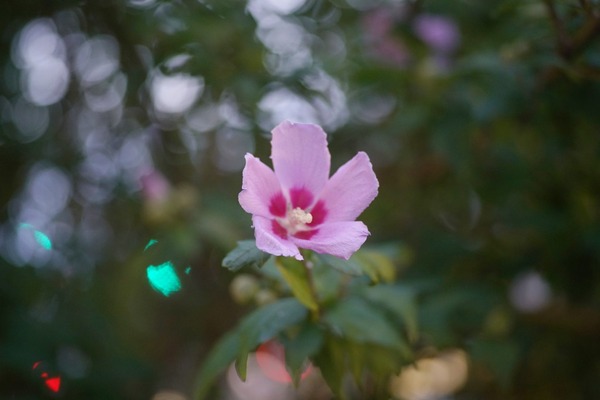 voigtlander_color-heliar_75mm_sl_m42_sony_a7r_ii