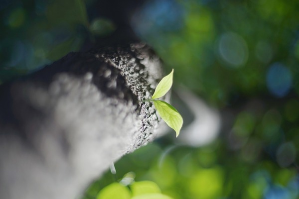 porst_color_reflex_mc_auto_55mm_m42_sony_a7