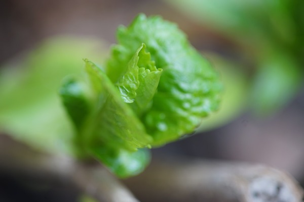 nikon_ai-s_nikkor_105mm_micro_sony_a7