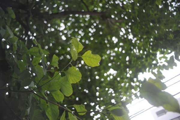 samigon_28mm_nikon-f_d700