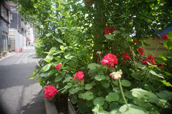 angenieux_145mm_type-r62_sony_a7