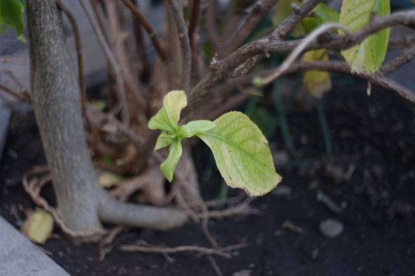 carl_zeiss_jena_tessar_t_80mm_exakta_sony_a7