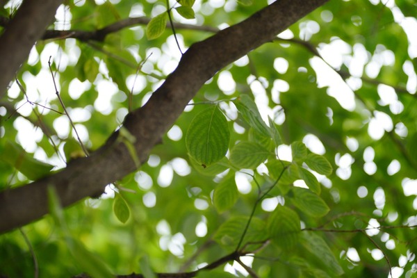 nikon_af_80-200mm_ed_d600_80mm