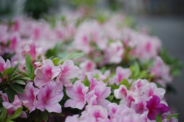 cc_petri_ee_auto_55mm_lm_sony_a7