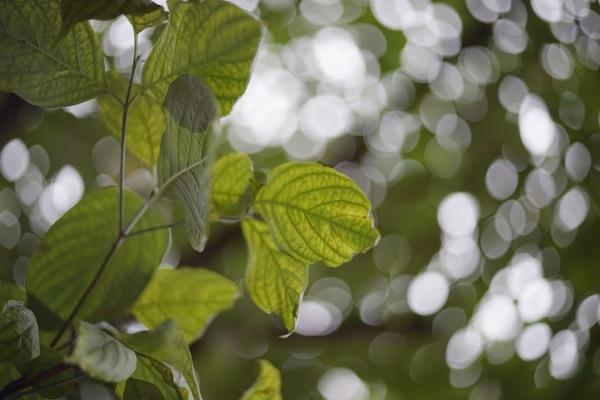 petri_50mm_pk_sony_a7