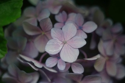 kilfitt_makro-kilar_40mm_type-e_Leica-m_sony_a7_b