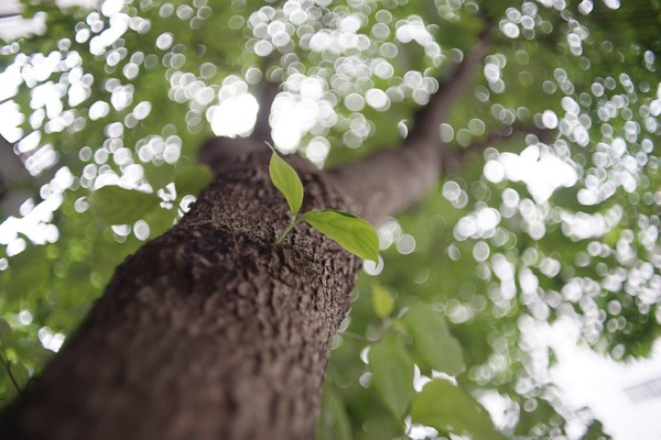 tamron_24mm_01bb_nikon-f_sony_a7