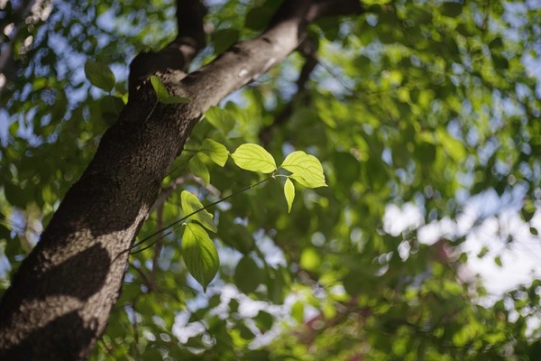 schneider_retina-xenon_50mm_leic-m_sony_a7