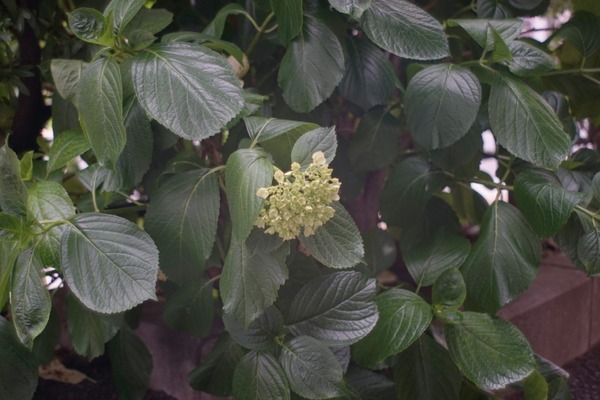 fujita_kaligor_hc_52mm_66_sony_a7