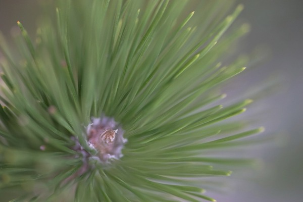 voigtlander_macro_apo-lanthar_125mm_sl_canon_fd_sony_a7