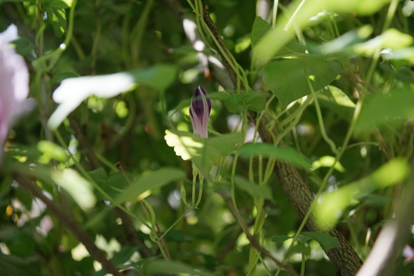 hasselblad_distagon_cf_50mm_sony_a7