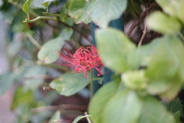 ricoh_xr_rikenon_55mm_pk_sony_a7