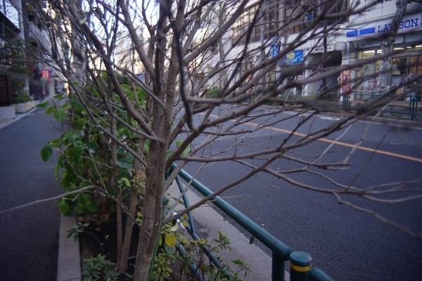 polar_28mm_pk_sony_a7_b