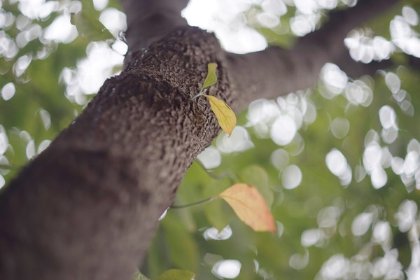 nikon_auto_nikkor-s_50mm_sony_a7