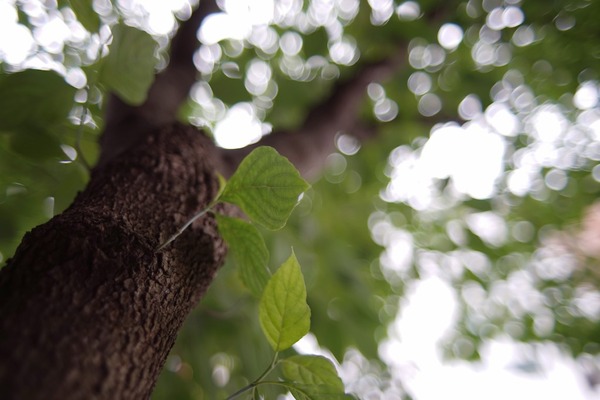 nikon_ai_nikkor_28mm_sony_a7_1