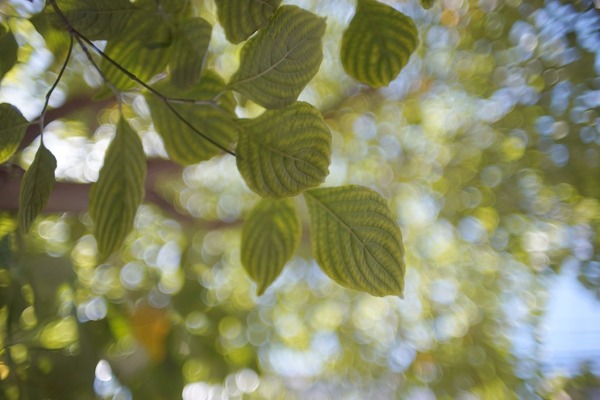 kino_kiron_28mm_mc_canon_fd_sony_a7