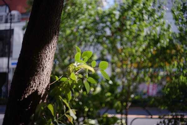 canon_flp_38mm_sony_a7_1