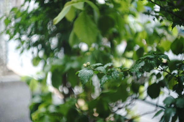 leica_summarit_50mm_lm_sony_a7