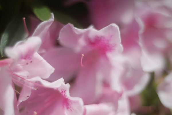 alpa_kern-macro-switar_50mm_sony_a7