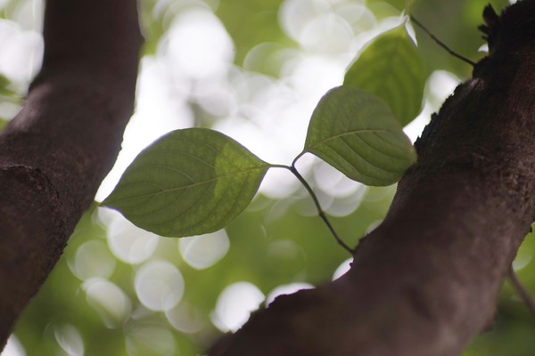 kino_kiron_105mm_mc_macro_om_sony_a7