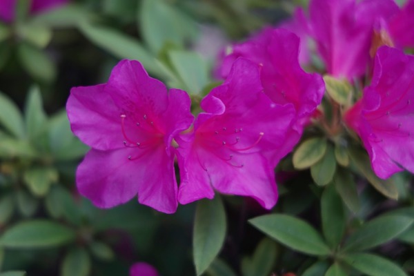 ross_xpres_75mm_m42_sony_a7_3