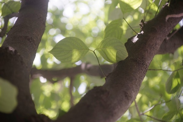 kodak_anastar_80mm_m42_sony_a7