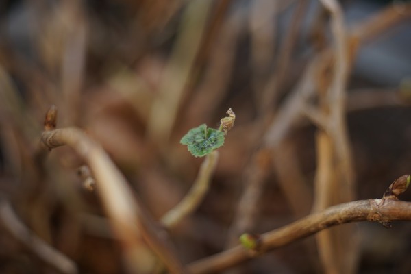 olympus_f_zuiko_50mm_m42_sony_a7