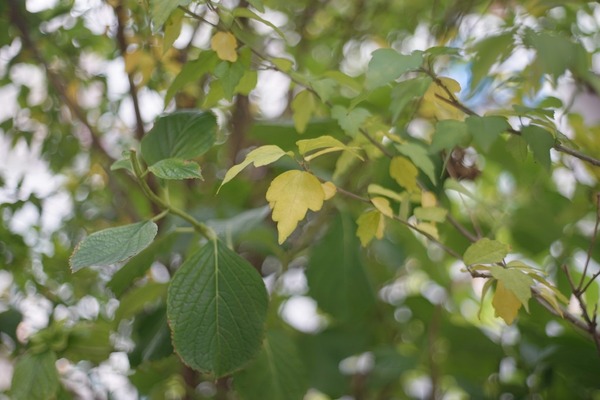 enna_ennalyt_50mm_exakta_sony_a7