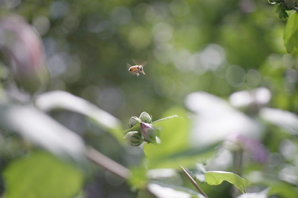 leica_macro-elmarit-r_60mm_3-cam_sony_a7_c