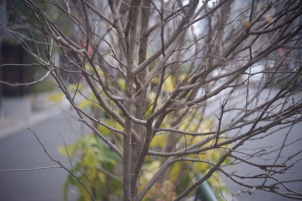 som_berthiot_tele-cinor_75mm_l39_sony_a7